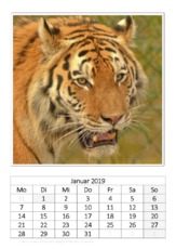 Januar_Tiger.pdf